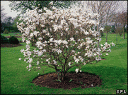 magnolia-tree.gif